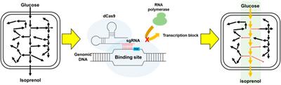 Enhancing isoprenol production by systematically tuning metabolic pathways using CRISPR interference in E. coli
